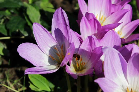 perennial Autumn Crocus flowers or Colchicum in Leningrad region, Russia.の写真素材