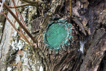 knot on the tree, painted over with turquoise paint as part of the care of park trees. Gatchina Park, Russia.の写真素材