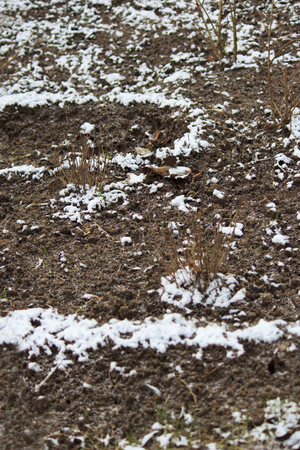 bed with shrubs in the park with an earthen roller on the edge after the first snow fell. Gatchina Parkの写真素材
