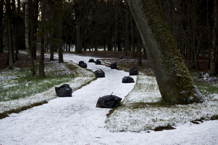seasonal work on cleaning the park from fallen leaves, packing in big garbage bags for further export. Gatchina park, Russiaの写真素材