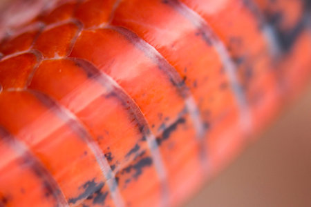 Young Scarlet kingsnake Lampropeltis elapsoides. Nonpoisonous snake with a three colored, which...