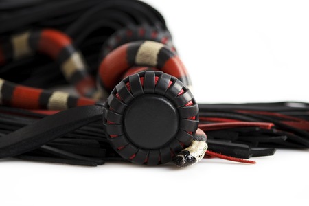 Red-black floger with a patterned handle and leather tails and young Scarlet kingsnake Lampropeltis elapsoides on white background. Nonpoisonous snake with a three colored, which characterizes mimicry. Concept of pleasure from painの写真素材