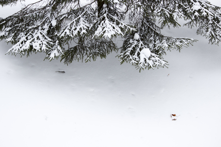 Winter landscape after snowfall and snowdrifts. paws of spruce covered with snow. Gatchina parkの写真素材