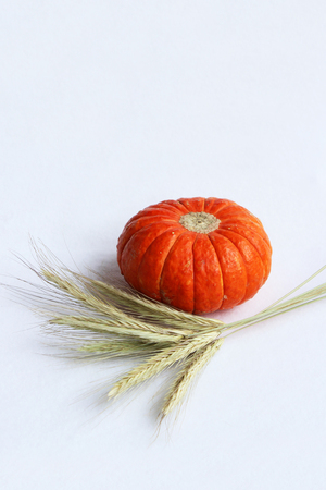 small orange pumpkins and ears of rye on a light coloured background.の写真素材