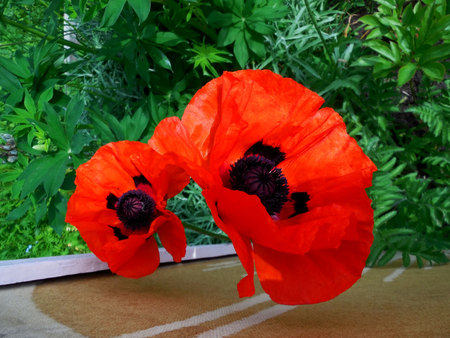 close up of beautiful red poppy flower symbol Thanksgiving day of USA.の写真素材