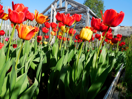 Red and yellow tulips grow on a flower bed on the summer cottageの写真素材