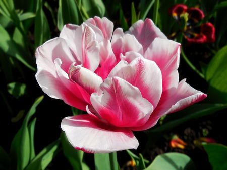 Pink and white tulip grows on a flower bed on the summer cottageの写真素材