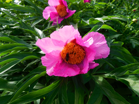Pink pion grow on a flower bed on the summer cottageの写真素材