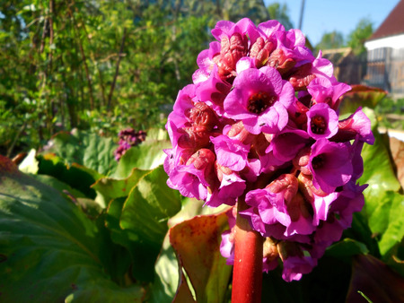 Bergenia crassifolia in spring garden. Purple flowers of bergenia.の写真素材