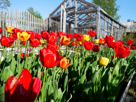 Red and yellow tulips grow on a flower bed on the summer cottageの写真素材