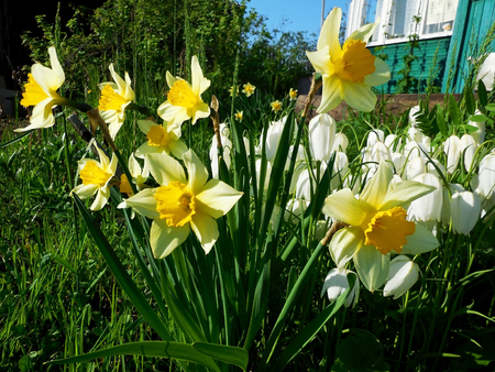 Yellow narcissus grow on a flower bed on the summer cottageの写真素材