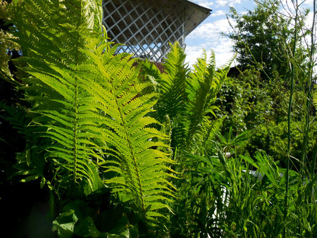 Nephrolepis exaltata The Sword Fern - a species of fern in the family Lomariopsidaceae. fern leaves on the background of a summer gazebo on the summer cottage in the spring. Russia.の写真素材