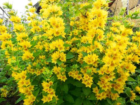 Lysimachia species often have yellow flowers, and grow vigorously. They tend to grow in damp conditions. Several species within Lysimachia are commonly called loosestrife.の写真素材