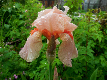 Pale pink iris after rain in the spring at the dacha. Russia.の写真素材