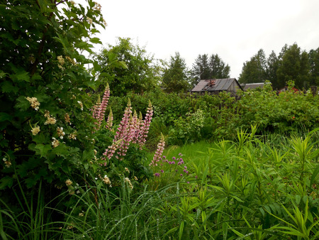 Panorama of an empty suburban area - flowering viburnum bushes, purple lupine and wooden houses in the distance. Russiaの写真素材