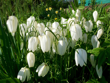 White bells of checkered lily Fritillaria meleagris grow on a flower bed on the summer cottageの写真素材