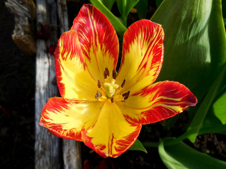Red and yellow tulip grow on a flower bed on the summer cottageの写真素材