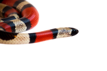 Young Scarlet kingsnake Lampropeltis elapsoides. Nonpoisonous snake with a three colored, which characterizes mimicry. Isolated.の写真素材