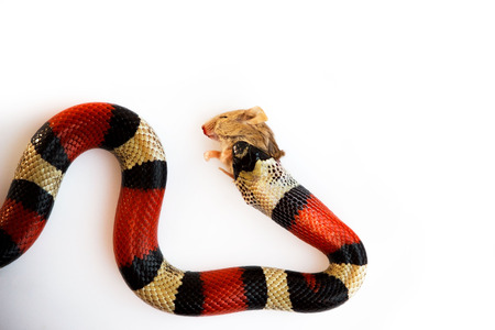 Young Scarlet kingsnake Lampropeltis elapsoides. Nonpoisonous snake with a three colored, which characterizes mimicry. Feeding a snake as a fodder mouse on National Serpant Day. On a white backgroundの写真素材