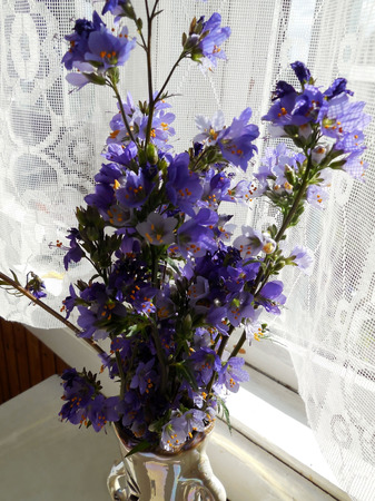 blue bells in a vase on the table in a private home carrion flower Polemoniumの写真素材