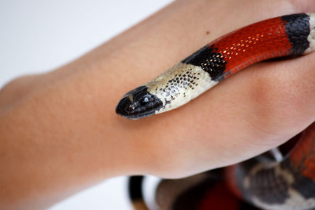 hand of a girl and Young Scarlet kingsnake Lampropeltis elapsoides. Nonpoisonous snake with a three...