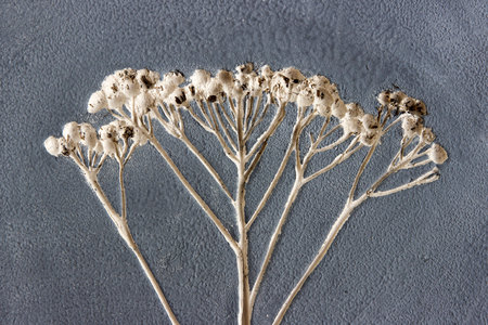 dry grass tansy printed on clay. the background is painted with engobe with the addition of black pigment. raw clay without roasting.の写真素材