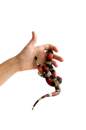 hand of a girl and Young Scarlet kingsnake Lampropeltis elapsoides. Nonpoisonous snake with a three colored, which characterizes mimicry. on a white background, isolated.の写真素材