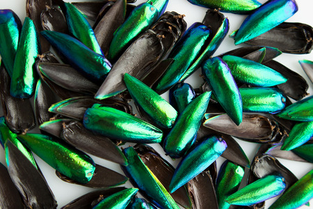 Many wings of Jewel beetle Metallic wood-boring beetle Buprestid.の写真素材