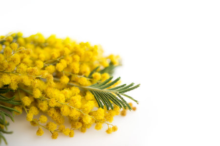 Spring still life. Yellow mimosa branch lies on a white background, isolated. silver silvergreen wattle Acacia dealbataの写真素材