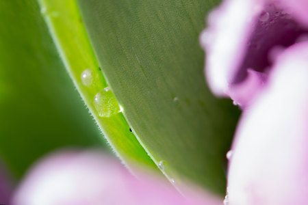 Beautiful bouquet of many small lavender tulips Tulipa for celebration and leaf with hairs and water droplets. Macroの写真素材