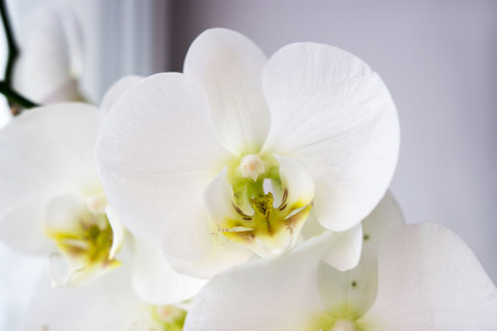 Beautiful flower Orchid, white phalaenopsis is standing by the window on the window sill in the roomの写真素材