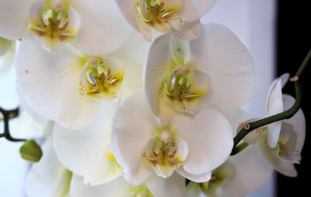 Beautiful flower Orchid, white phalaenopsis is standing by the window on the window sill in the roomの写真素材