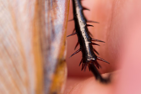 Cockroach Blaberus craniifer one of the types of South American cockroaches sits on the hand. Blaberidae of the Blaberus genus, also known as the dead head. Macro foot with claws and spines.の写真素材