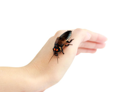 Cockroach little car Lucihormetica subcincta with orange spots sits on the hand. Cockroaches avtomobilchiki from the tropical rain forests of Colombia and Venezuela. Isolatedの写真素材