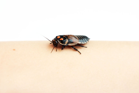 Cockroach little car Lucihormetica subcincta with orange spots. Cockroaches avtomobilchiki from the tropical rain forests of Colombia and Venezuela. Isolated. Big cockroach sits on the hand.の写真素材