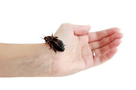 Cockroach little car Lucihormetica subcincta with orange spots sits on the hand. Cockroaches avtomobilchiki from the tropical rain forests of Colombia and Venezuela. Isolatedの写真素材
