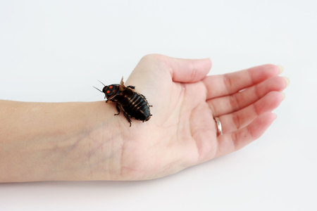 Cockroach little car Lucihormetica subcincta with orange spots sits on the hand. Cockroaches avtomobilchiki from the tropical rain forests of Colombia and Venezuela. Big cockroach sits on the handの写真素材