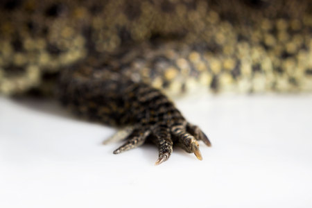 hind paw and claws cub Nile crocodile Crocodylus niloticus on a white backgroundの写真素材