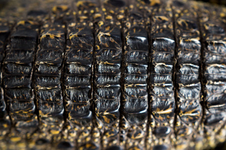 cub Nile crocodile Crocodylus niloticus. The texture of scaly skin on the back.の写真素材