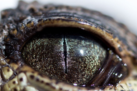 Eye of cub Nile crocodile Crocodylus niloticus with a narrow pupil in bright light is a little bit closed by a protective translucent of the third eyelid. macro photographyの写真素材
