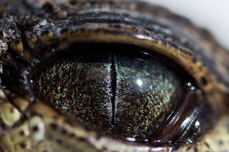 Eye of cub Nile crocodile Crocodylus niloticus with a narrow pupil in bright light is a little bit closed by a protective translucent of the third eyelid. macro photographyの写真素材