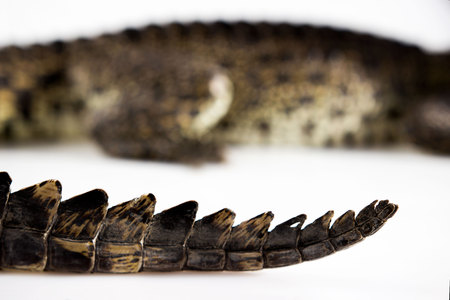 Cub Nile crocodile Crocodylus niloticus, macro. Crest of tail from a variety of triangular plates with damage in the form of a hole on an white background. Osteoderm horny plates ossification.の写真素材