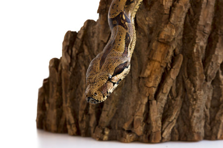 one-eyed snake boa constrictor slides on a wooden piece. visible healthy eye. on a white backgroundの写真素材