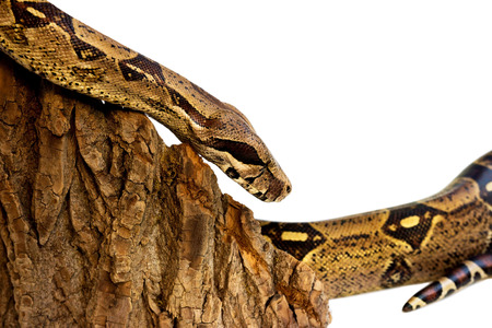 one-eyed snake boa constrictor slides on a wooden piece. visible damaged blind eye. Isolated on a white backgroundの写真素材