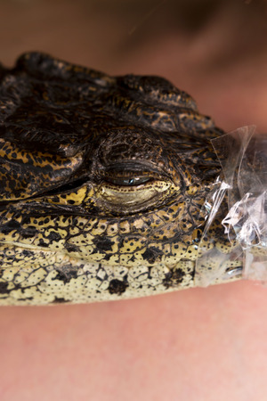 Eye of cub Nile crocodile Crocodylus niloticus is completely closed. muzzle and jaws rewound with tape for safety. vertical photo. basking, warmed up on the bodyの写真素材