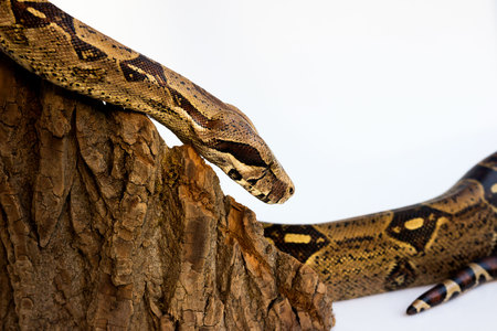 one-eyed snake boa constrictor slides on a wooden piece. visible damaged blind eye. on a white backgroundの写真素材