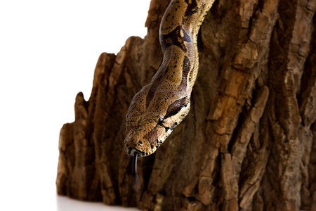 one-eyed snake boa constrictor slides on a wooden piece. visible healthy eye. Isolated on a white backgroundの写真素材