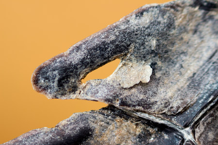 Cub Nile crocodile Crocodylus niloticus, macro. Crest on the tail with damage in the form of a hole on an orange background. Osteoderm horny plates ossification.の写真素材