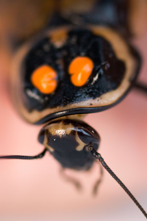 Cockroach little car Lucihormetica subcincta. Cockroach avtomobilchik from the tropical rain forests of Colombia and Venezuela. Orange spots and horns on the front back. Macro. Glow Spot Roachの写真素材