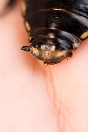 Cockroach little car Lucihormetica subcincta with orange spots. Cockroaches avtomobilchiki Glow Spot Roach. Big cockroach hanging on the arm - spines visible on the back of the abdomenの写真素材